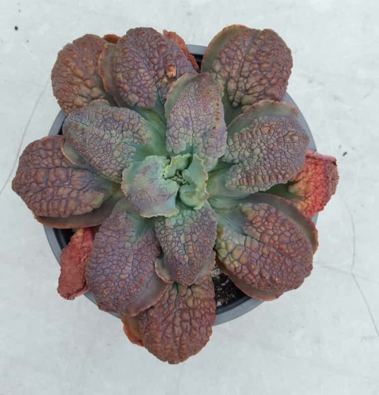 Echeveria Runyonii