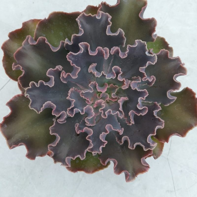 Echeveria Shaviana