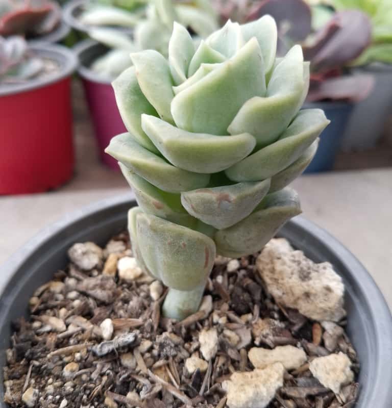 Graptoveria